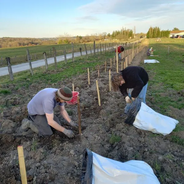 plantons des haies