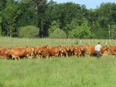 troupeau de vaches