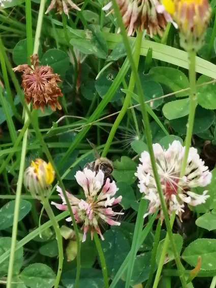 fleurs