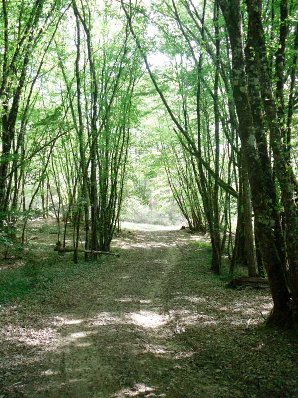 allée-sous-bois